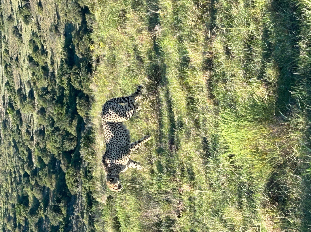 Lalibela Wildlife Reserve - Kichaka Lodge主图
