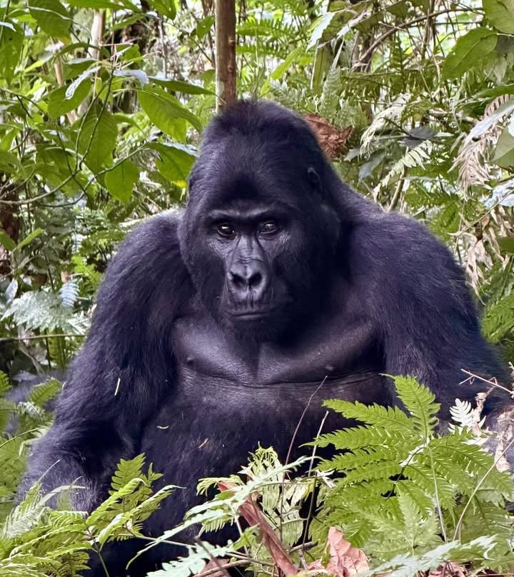 Bwindi Impenetrable Forest-Western Region必去景点