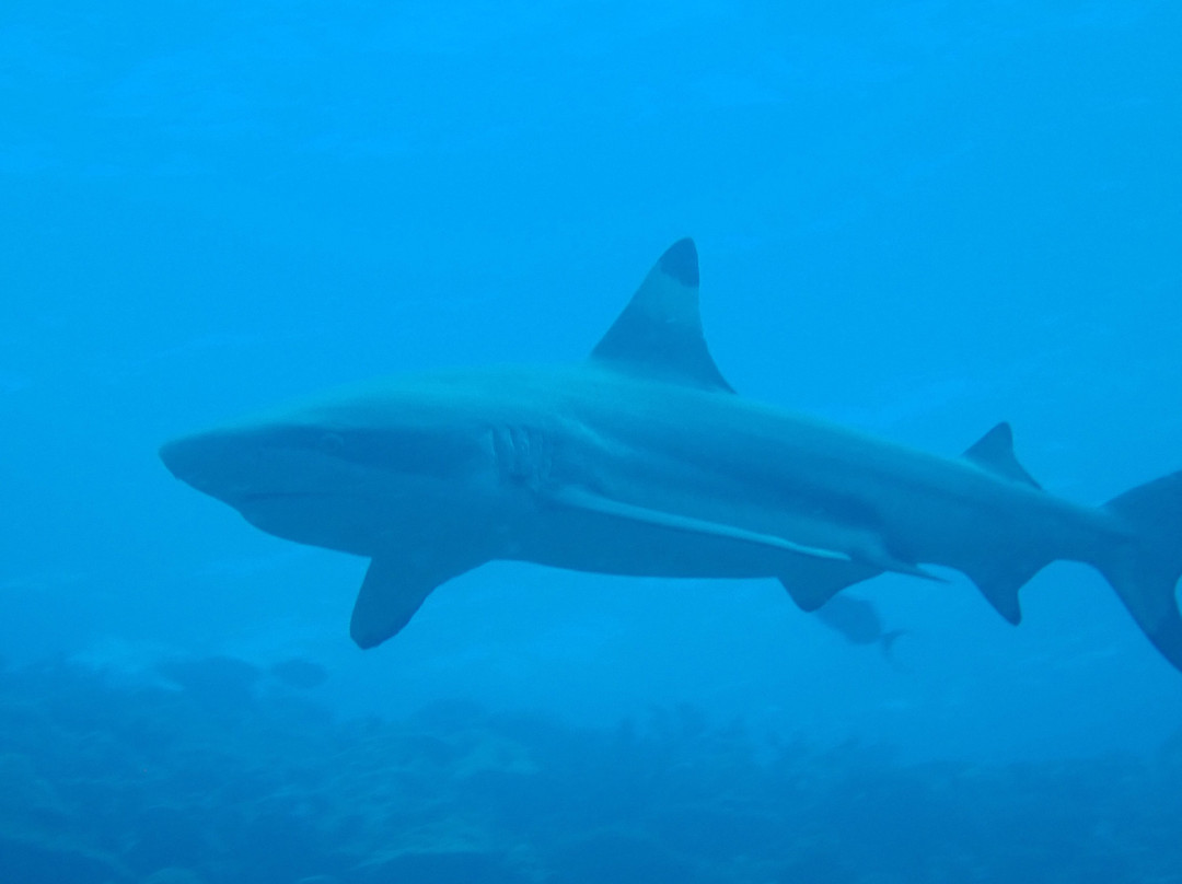 Euro-Divers LUX South Ari Atoll-南阿里环礁必去景点