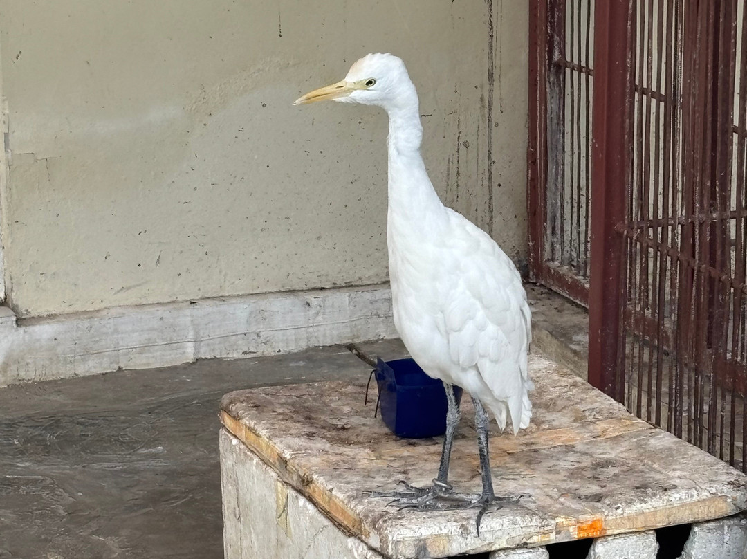 Petulu White Herons-培图鲁必去景点