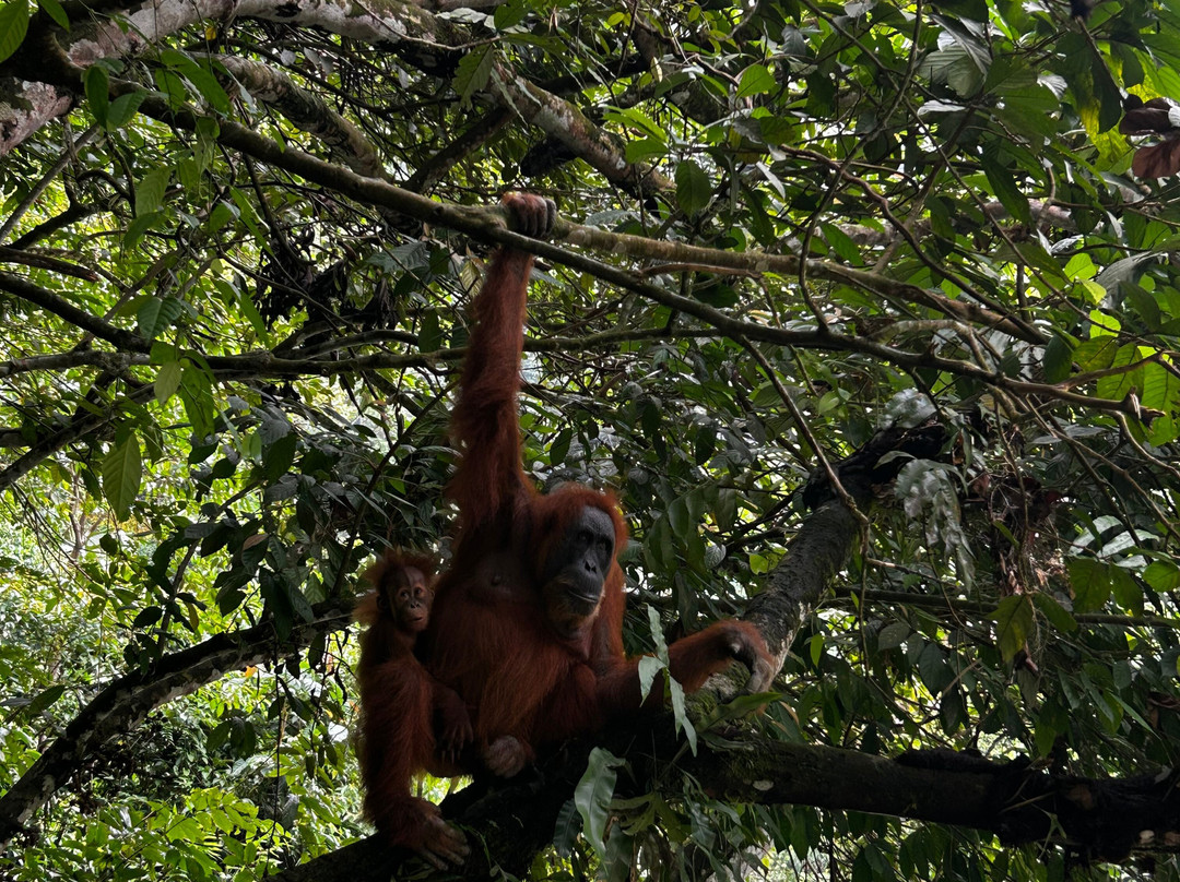 Sumatra Orangutan Explore-武吉拉旺必去景点