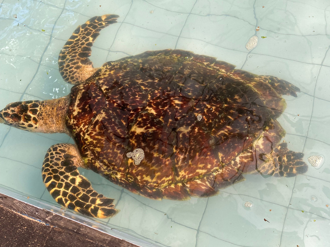 Sea Turtle Village-沙努尔必去景点