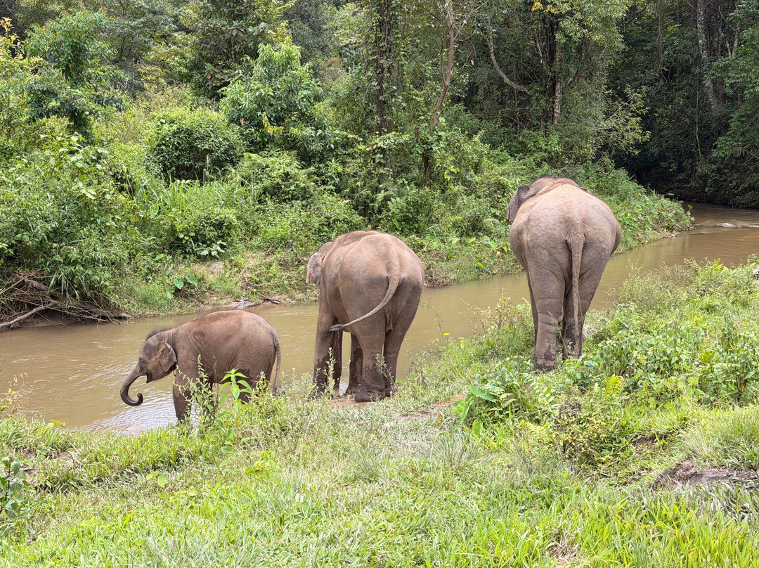 Blue Daily Elephant Care Sanctuary-清迈必去景点