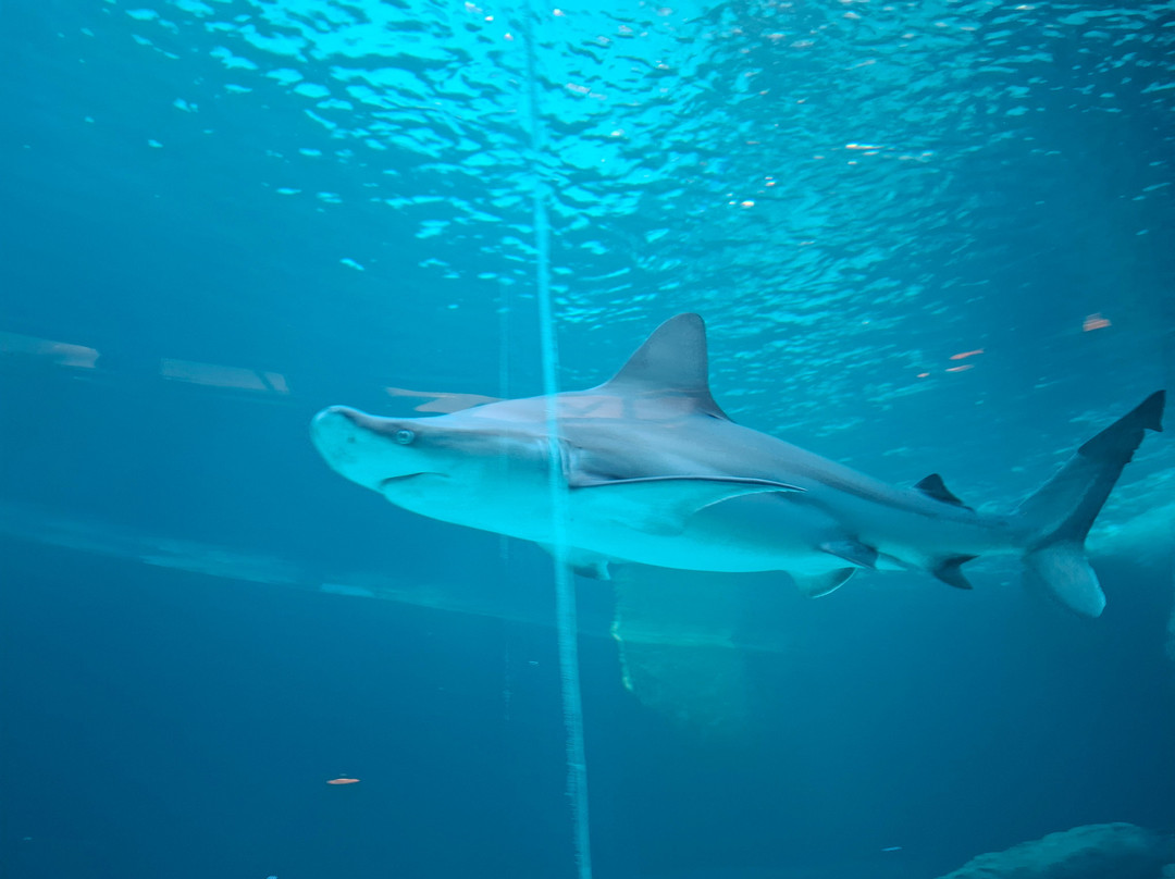 热那亚水族馆-热那亚必去景点