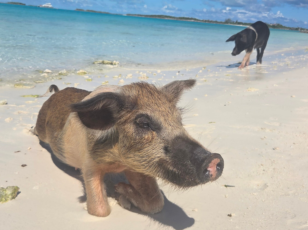 Coastline Adventures Exuma-大埃克苏马必去景点
