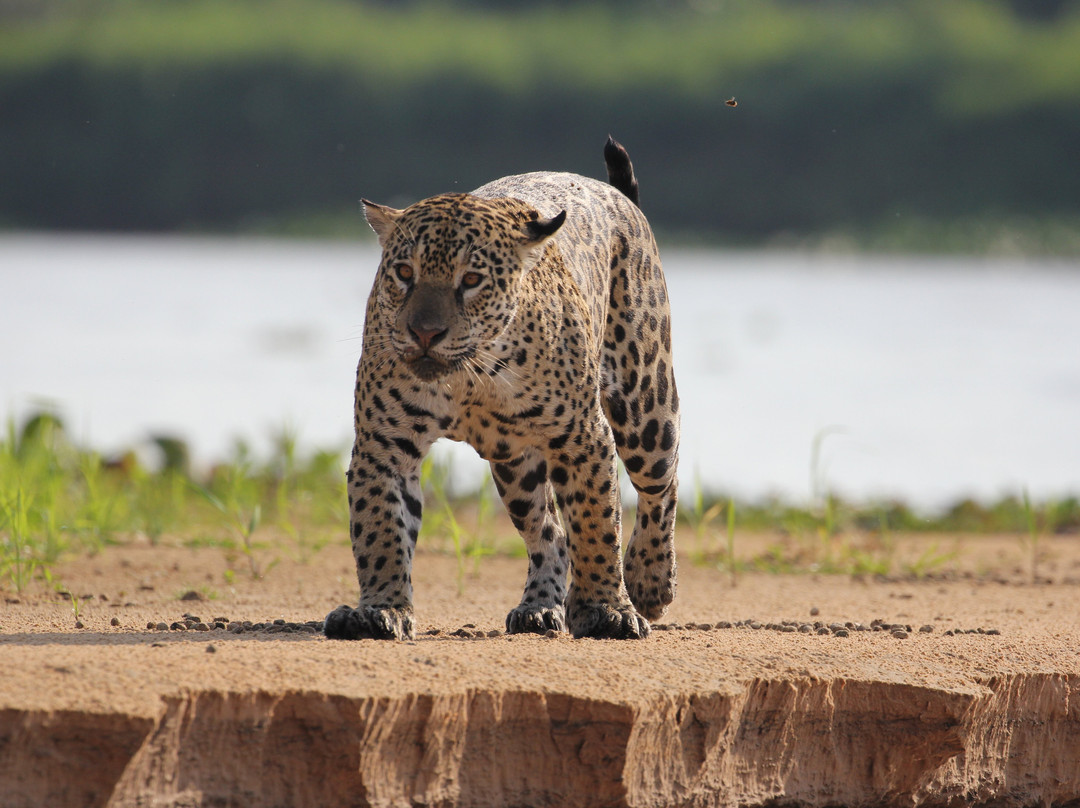 Journey With Jaguars-Porto Jofre必去景点