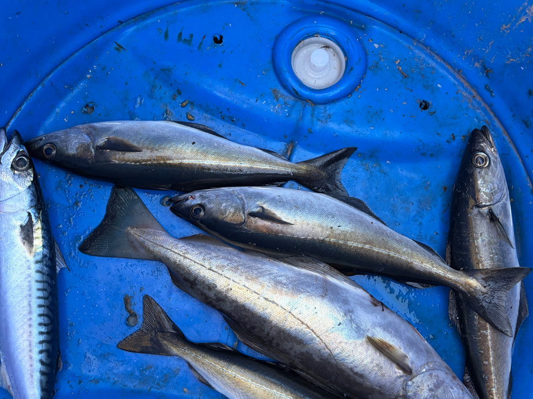 Islay Sea Adventures-Port Ellen必去景点