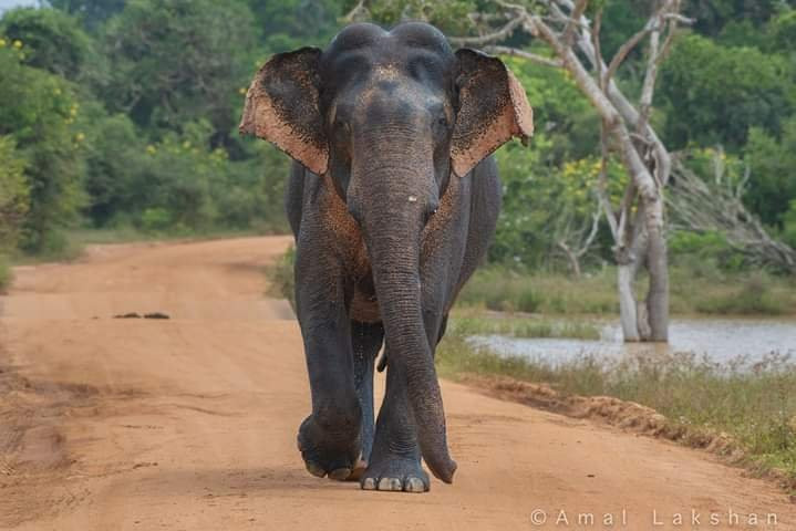 Mango Tree House主图