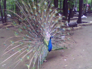 北方森林动物园-哈尔滨市必去景点