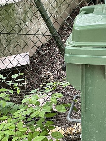 Parc zoologique Bienne景点图片