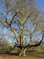 Alfreton Park景点图片