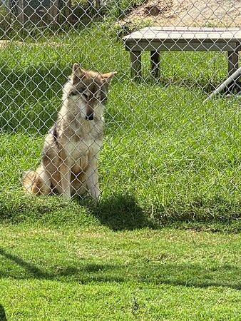 Saint Francis Wolf Sanctuary景点图片