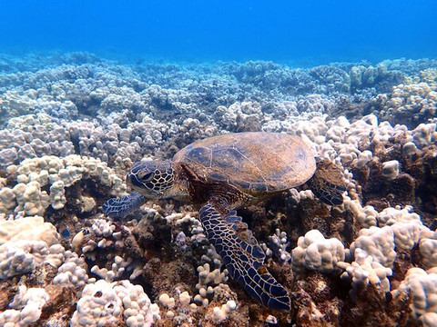 Destination Diving And Snorkel Maui-拉海纳必去景点