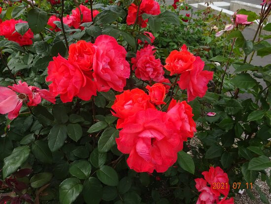 Michi-no-Eki Hot Haboro-羽幌町必去景点