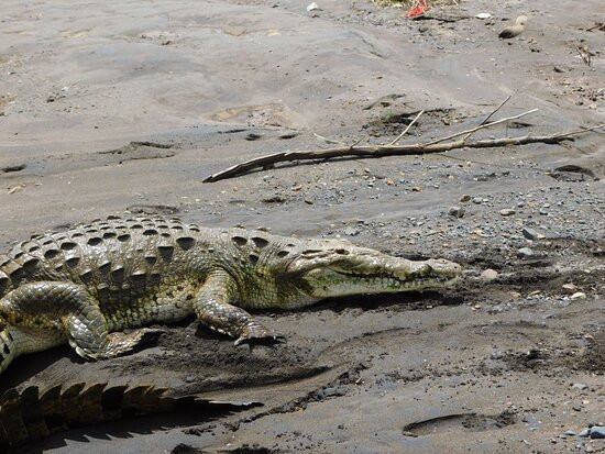 Crocodile Man Tour景点图片