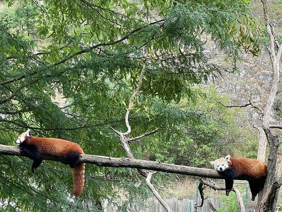 Veszprem Zoo景点图片
