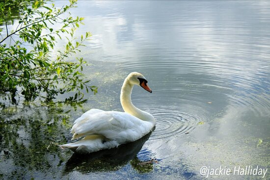 Oakhill Nature Reserve景点图片