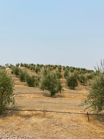 San Miguel Olive Farm景点图片