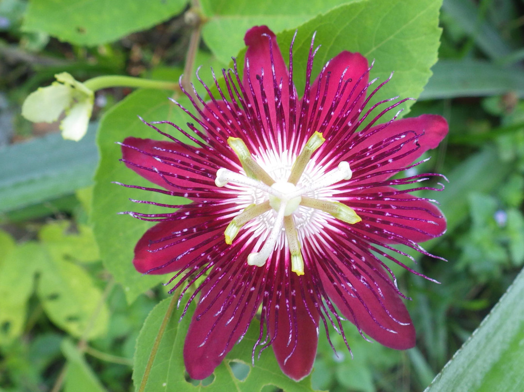 Jungle zoo-高龙必去景点