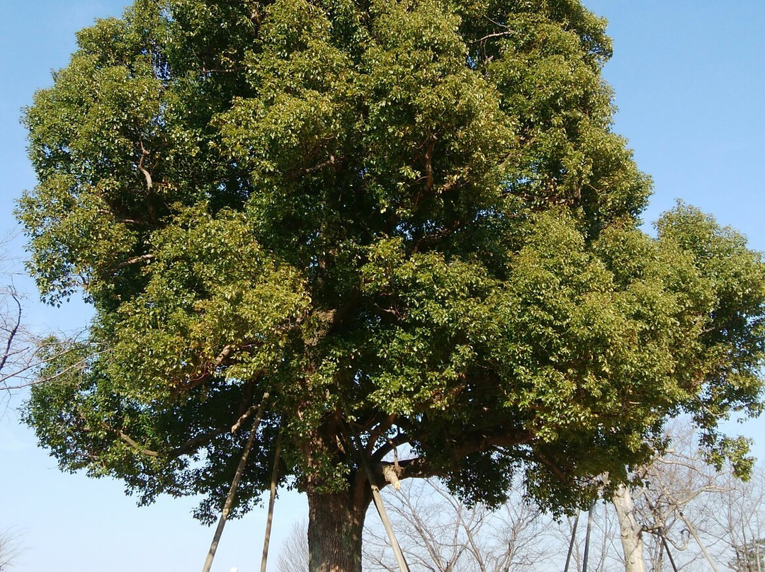 Fujiminoshi Undo Park景点图片