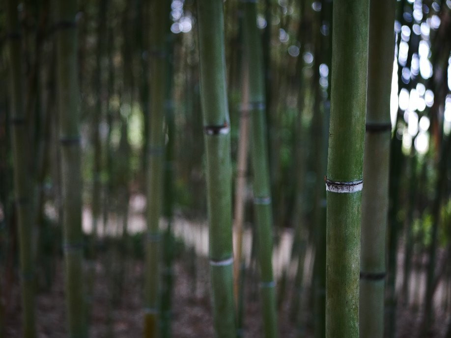 San Diego Botanic Garden景点图片