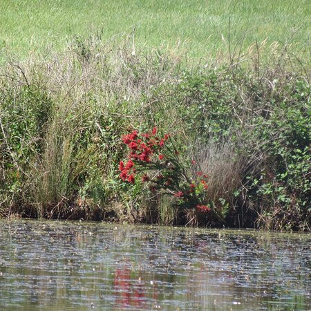 Lake Knox Sanctuary景点图片