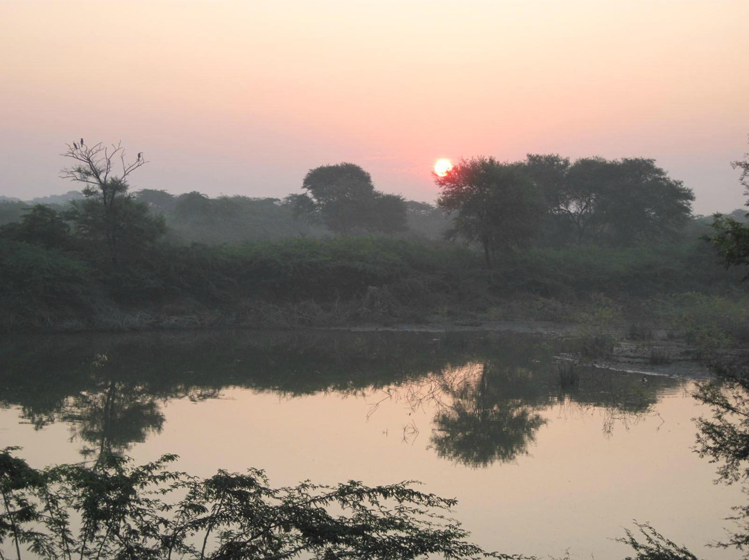 Khijadiya Bird Sanctuary景点图片
