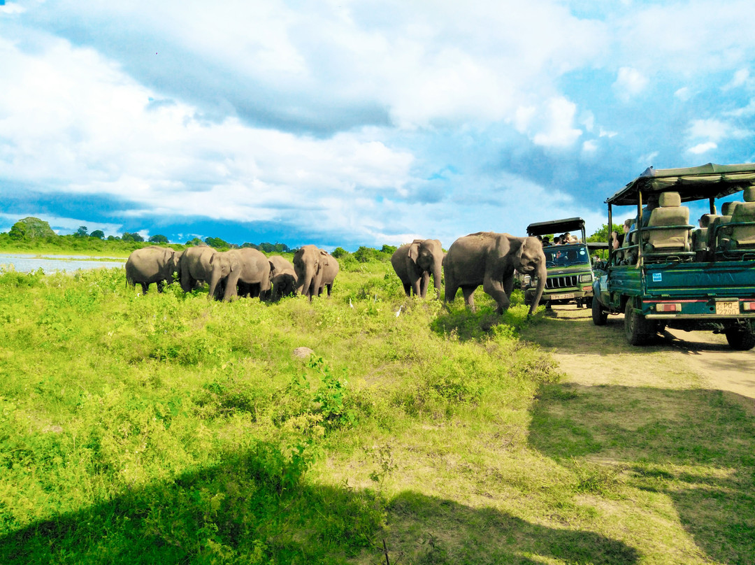 Udawalawe Safari Jeep With Guides景点图片