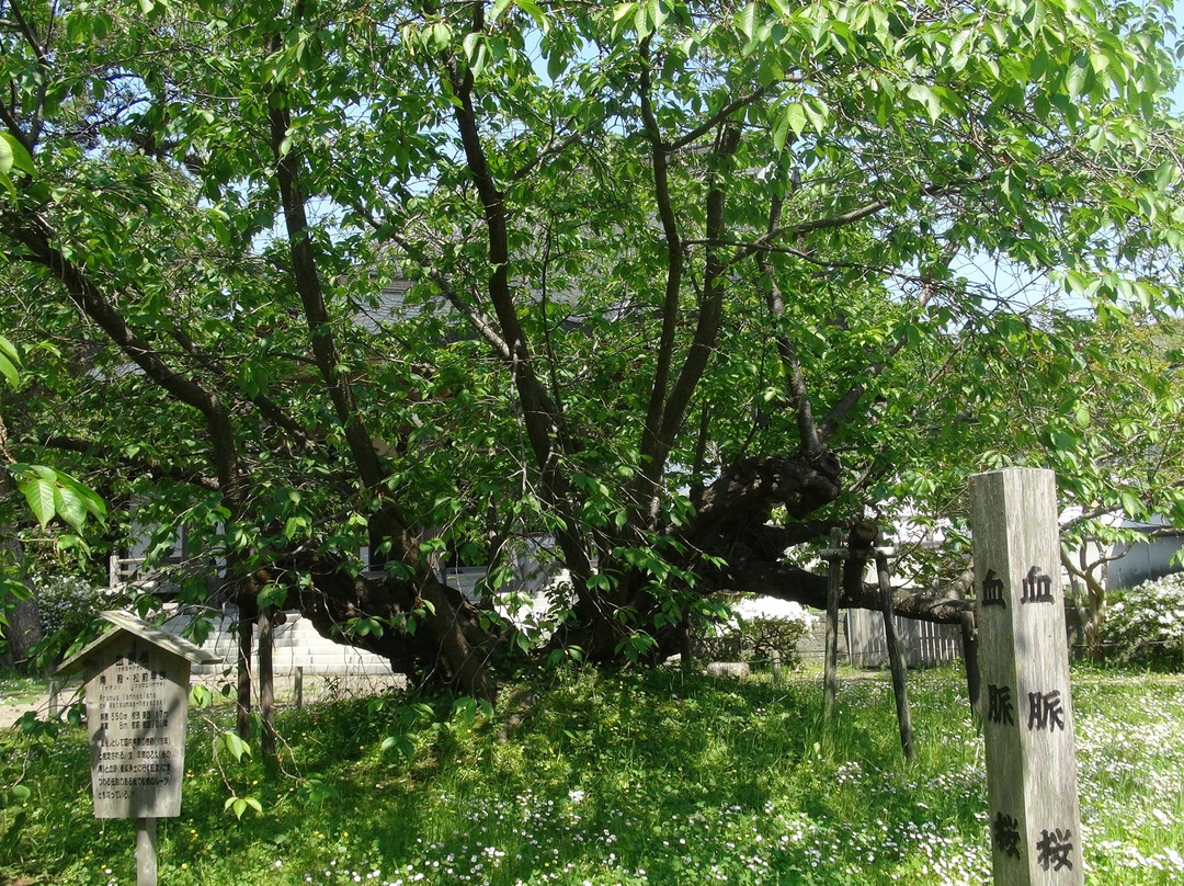 Kouzenji Temple景点图片