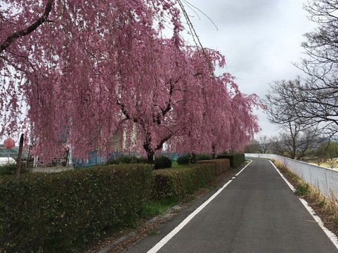 吉冈町旅游景点-Michi-no-Eki Yoshioka Onsen