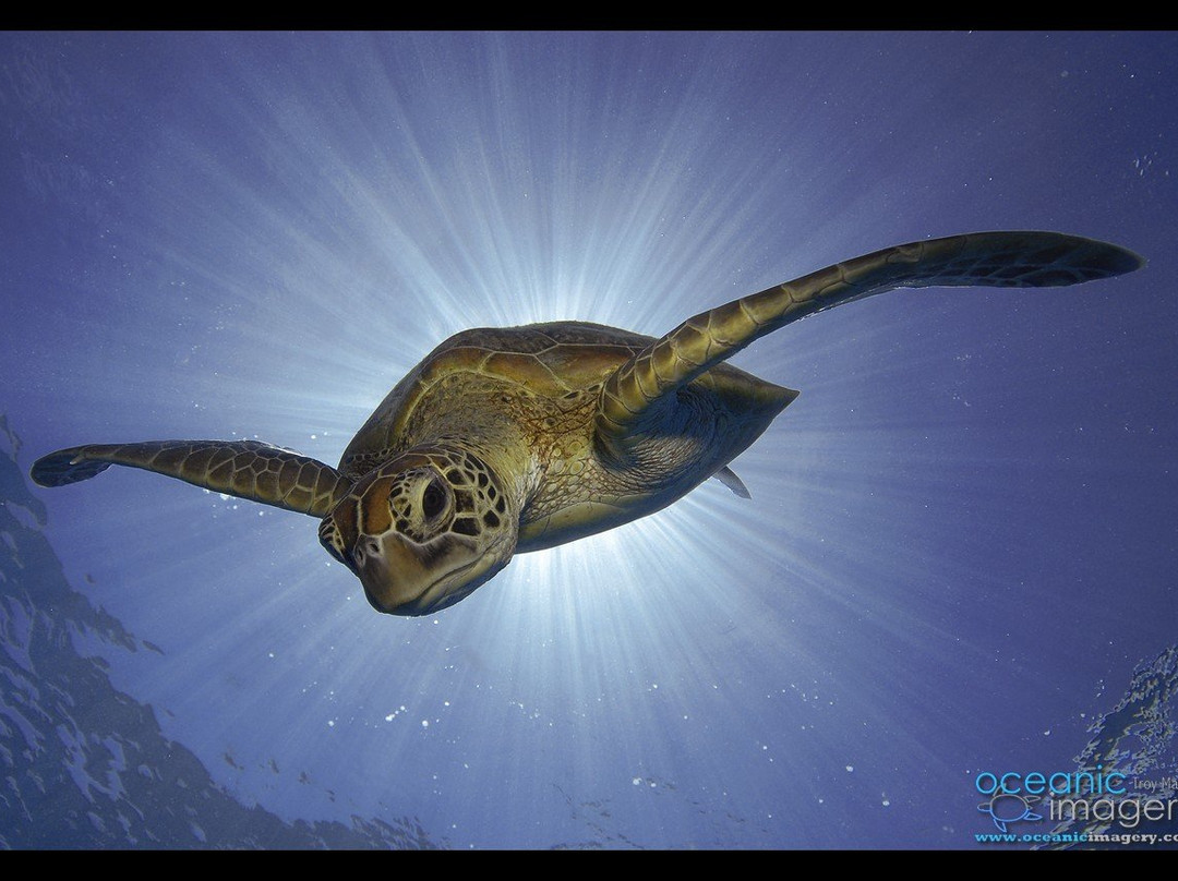 3D Diving Sipalay景点图片