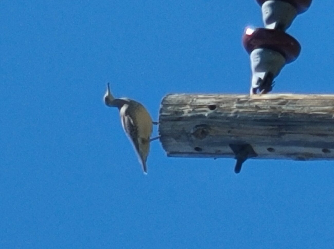 Custer State Park Wildlife Station Visitor Center