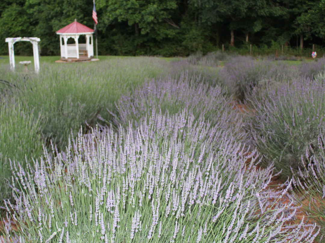 Red Oak Lavender Farm-达洛尼加必去景点