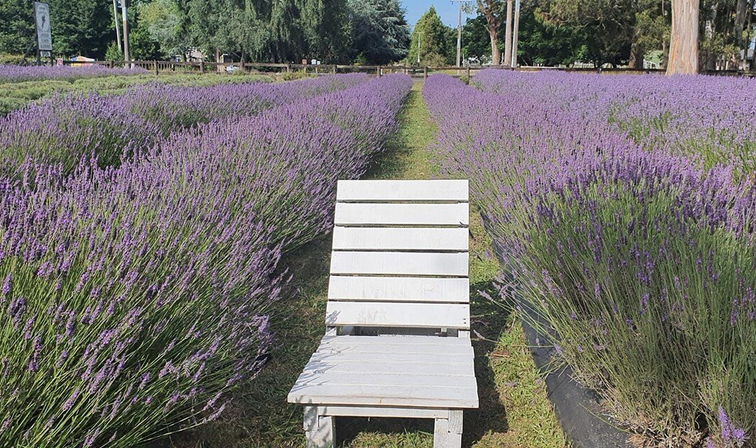Lavender Backyard Garden-汉密尔顿必去景点