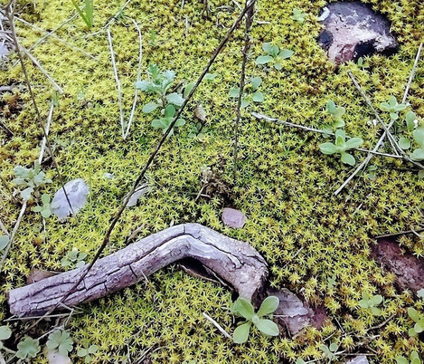 Minas Del Agua Y Del Cavall-Artana必去景点