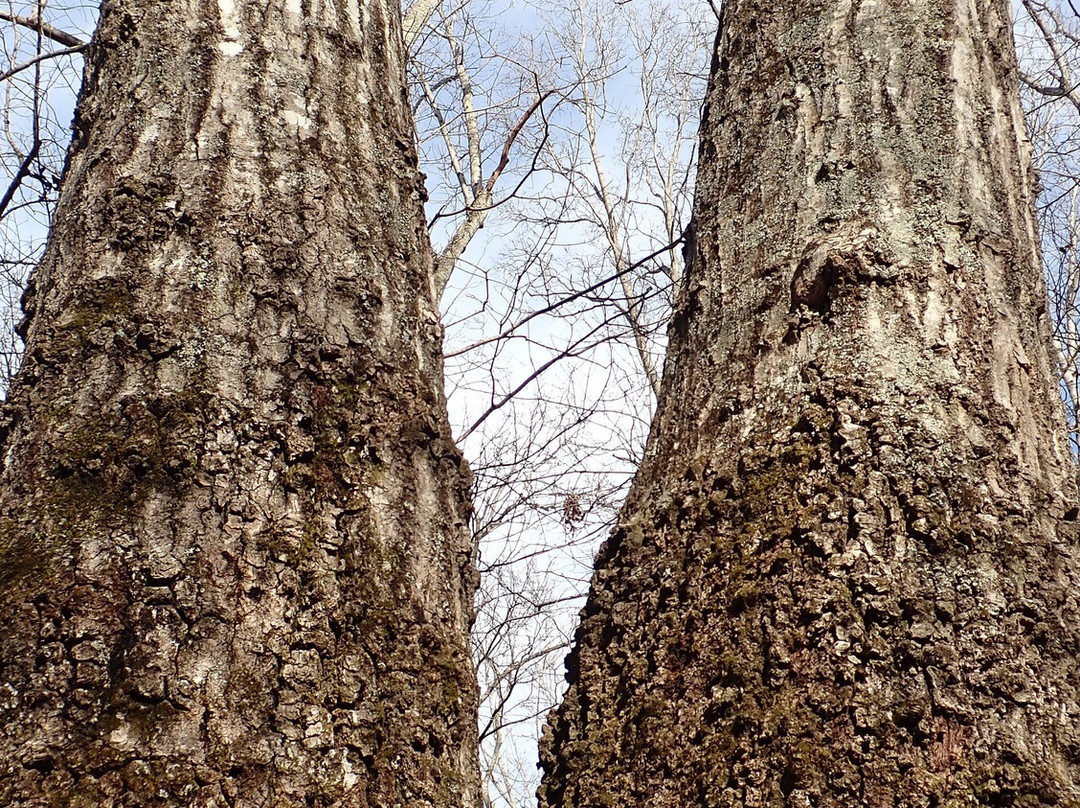 Montgomery Bell State Park-Burns必去景点