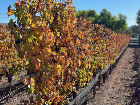 Vincent Vineyards-圣伊内斯必去景点