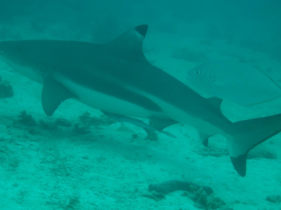 Tioman Dive Centre景点图片