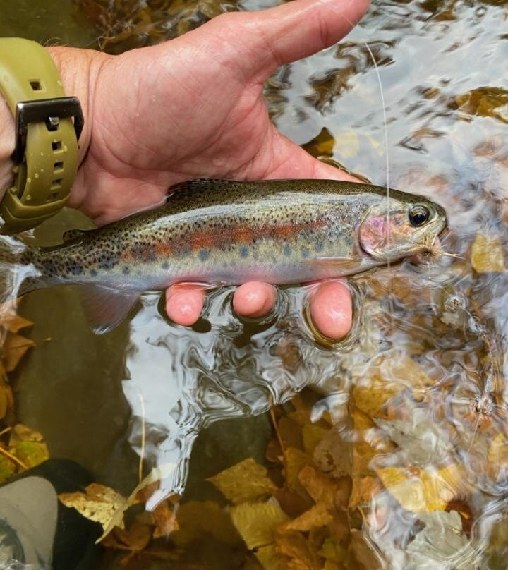 Smoky Mountain Angler-盖林柏格必去景点