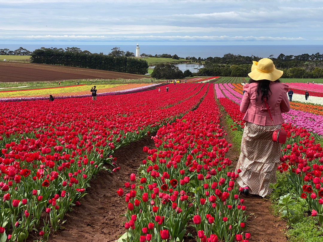Table Cape Lighthouse Tours-温耶德必去景点