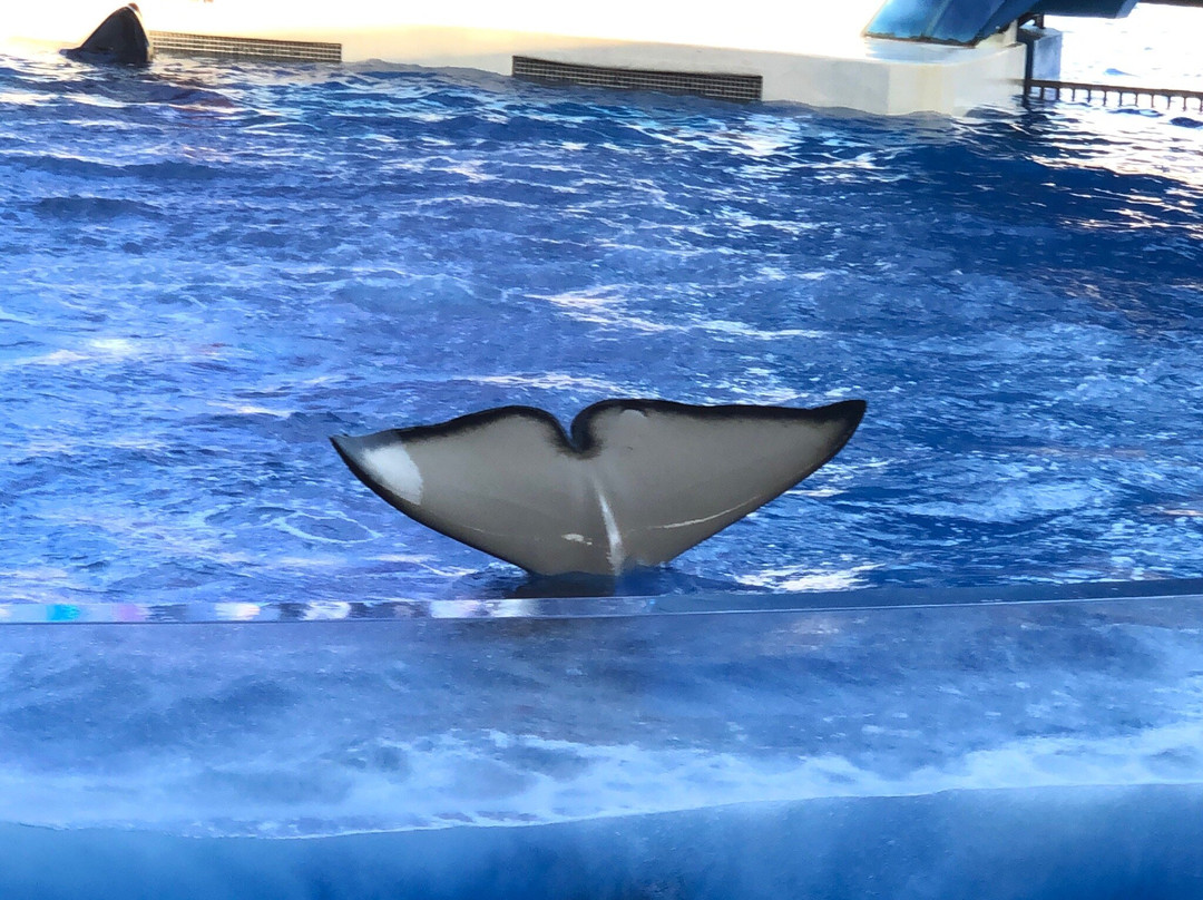 上海海昌海洋公园-上海市必去景点