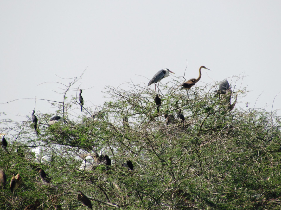 Udayamarthandapuram Bird Sanctuary景点图片