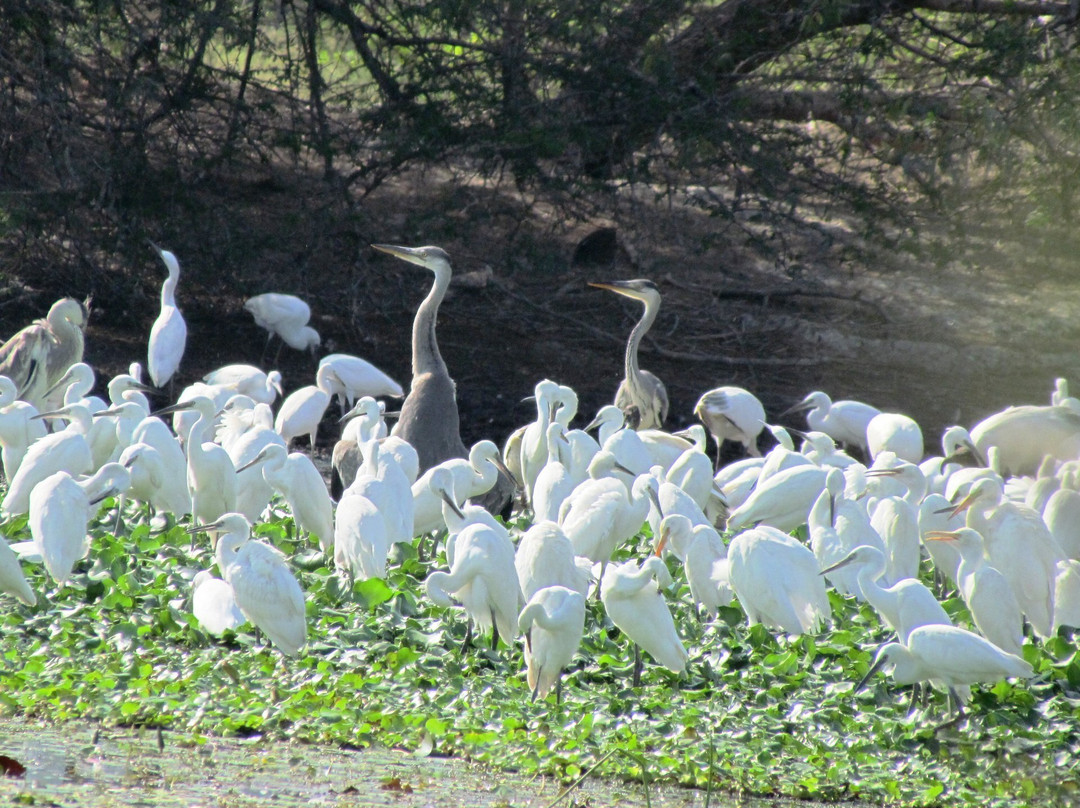 Udayamarthandapuram Bird Sanctuary景点图片