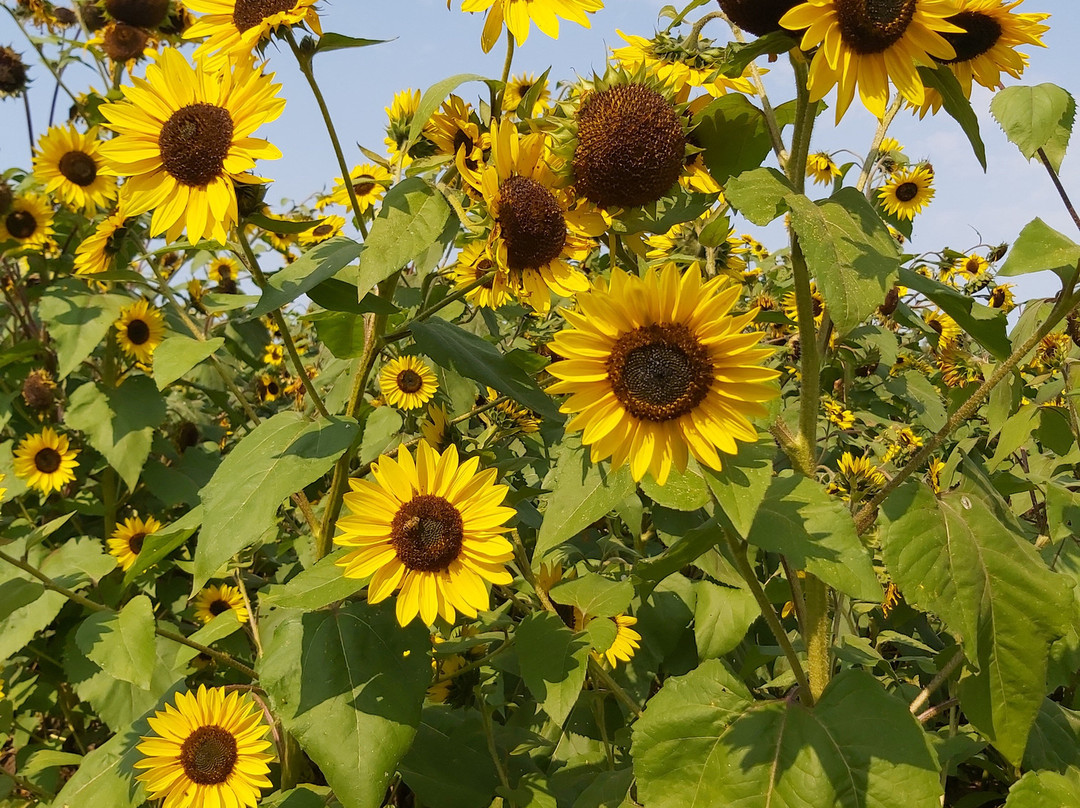 Round The Bend Farm-Kettleby必去景点
