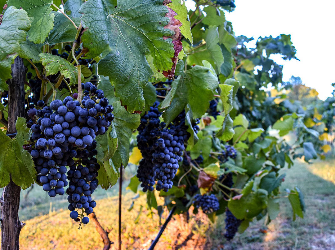 Barn Hill Vineyards-Anna必去景点