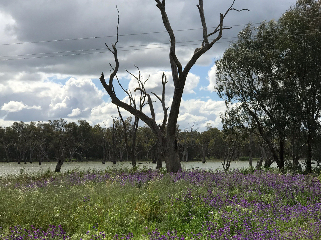 Gum Swamp & Bird Hide景点图片