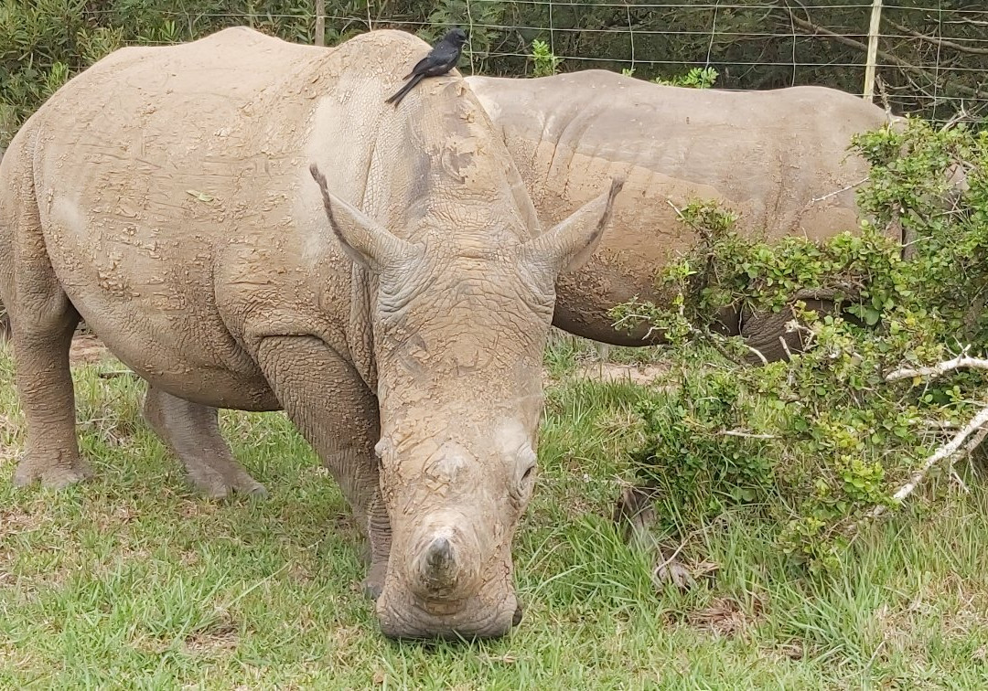 African Sightings Adventure Tours & Safaris景点图片