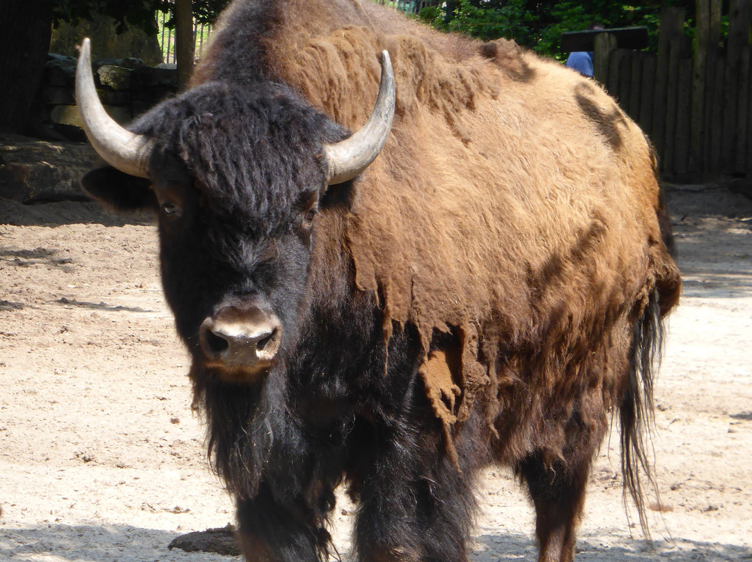 Tierpark Nordhorn景点图片