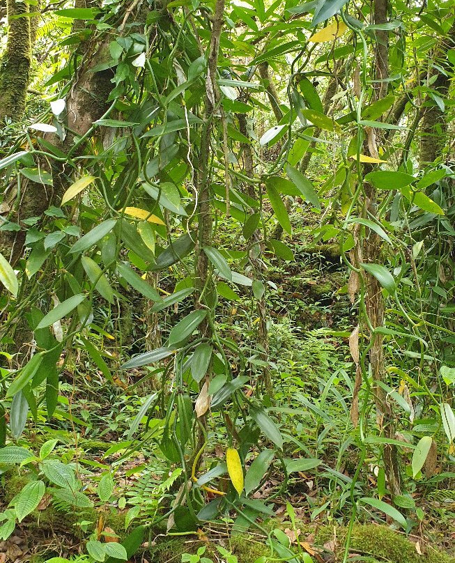 Plantation Vanilla-Bourbon景点图片