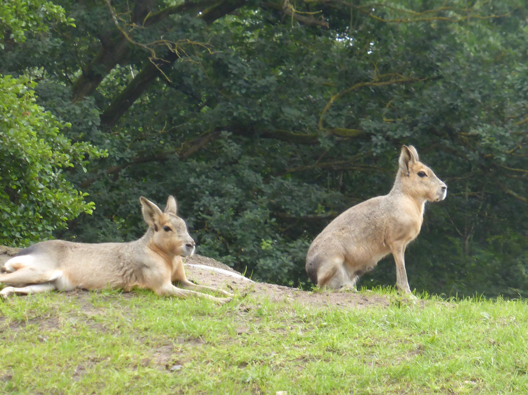 Tierpark Nordhorn景点图片